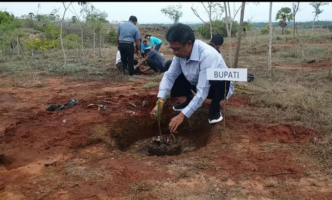 Lontar Hibrida berhasil dibudidayakan